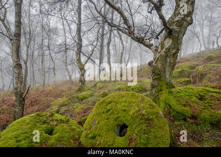 Old moss covered millstones lay abandoned at the base of a silver birch tree around the area of the disused Bolehill quarry in the Peak District natio Stock Photo