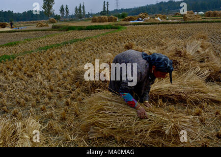 A Kashmiri woman farmers using traditional technique for the harvesting of rice. Harvesting is done Manually by Kashmiri farmers it includes reaping, stacking, handling, threshing, cleaning, and hauling. The Correct timing of harvesting is good for crop loss prevention and Timely harvesting ensures high grain quality and  market value. If the farmers go for early crop harvesting it will result in grain breakage during milling. Stock Photo