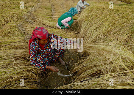Kashmiri women farmers working in the paddy fields during harvesting of rice. Harvesting is done Manually by Kashmiri farmers it includes reaping, stacking, handling, threshing, cleaning, and hauling. The Correct timing of harvesting is good for crop loss prevention and Timely harvesting ensures high grain quality and  market value. If the farmers go for early crop harvesting it will result in grain breakage during milling. Stock Photo