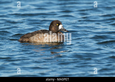 Hen greater scaup on lake surface. Stock Photo
