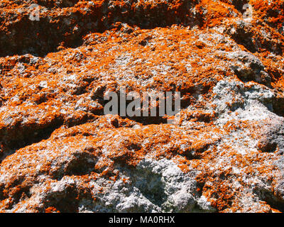 Red Sunburst Lichen covering volcanic rocks in the Tongariro Alpine National Park Stock Photo