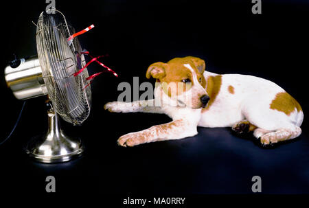 Puppy having a dog day and staying cool. Stock Photo