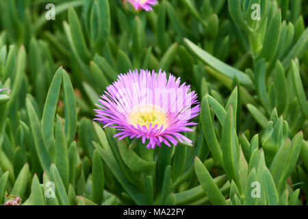 Carpobrotus glaucescens. It is a species of flowering plant in the ice plant family. It is commonly known as angular sea-fig or pigface. Stock Photo