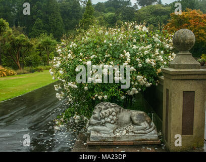 View of a park in the rain; a statue of a lion appears underneath a white rose bush; fallen rose petals on the walk Stock Photo