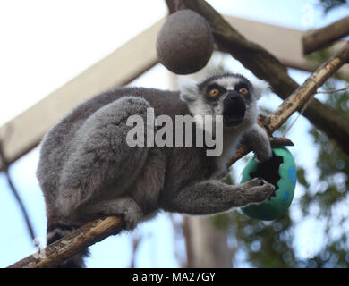 Ring-tailed lemurs enjoying vegetable Easter treats at ZSL London Zoo in London. Stock Photo