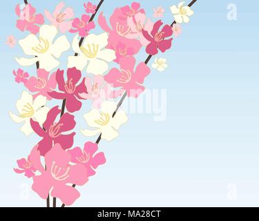 an illustration of pink and white chinese blossom on dark branches on a blue sky background with space for text Stock Vector
