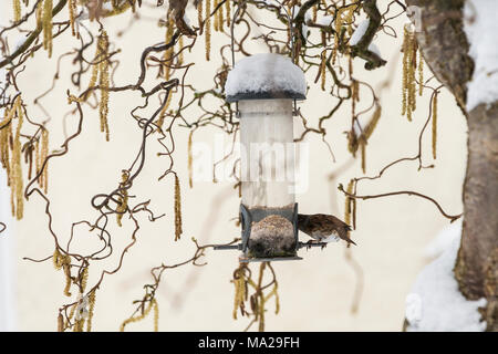 A dunnock (Prunella modularis) feeding from a bird feeder in snow Stock Photo