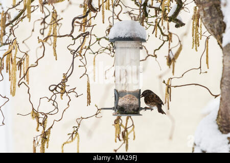 A dunnock (Prunella modularis) feeding from a bird feeder in snow Stock Photo