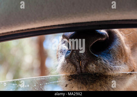 Common eland pokes its snout into the car window during Safari road trip in Israel Stock Photo