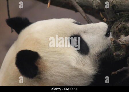 Giant Panda Stock Photo