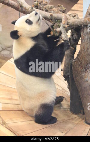 Giant Panda Stock Photo