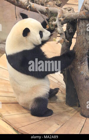 Giant Panda Stock Photo