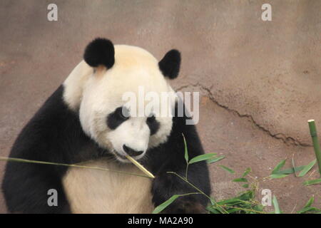 Giant Panda Stock Photo