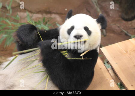 Giant panda in zoo Stock Photo