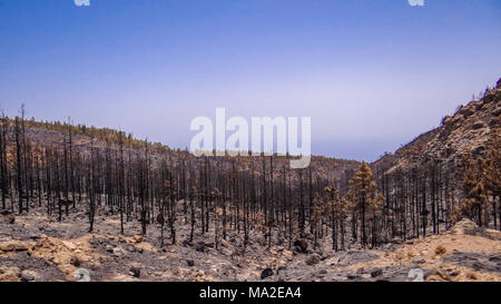 Burned forest, burned trees, tenerife, spain Stock Photo