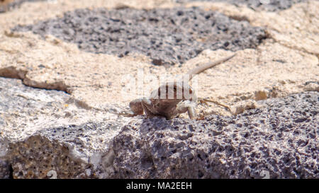 Lizard sitting on a stone, grey lacerta Stock Photo