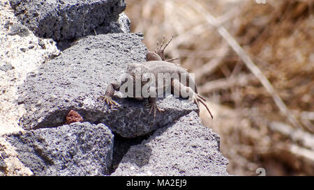 Lizard sitting on a stone, grey lacerta Stock Photo