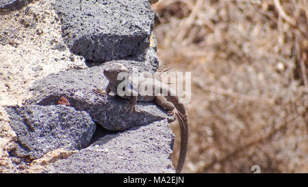 Lizard sitting on a stone, grey lacerta Stock Photo
