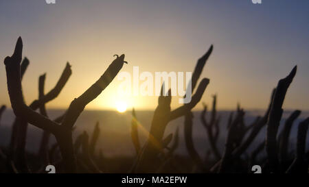 Sunrise behind cactus, cacti in front of sunrise, sun comes up over clouds and landscape, sunrise in front of plants Stock Photo
