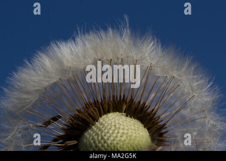 Dandelion head against blue sky Stock Photo