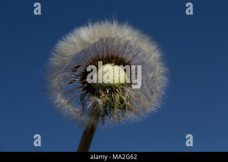 Dandelion head against blue sky Stock Photo