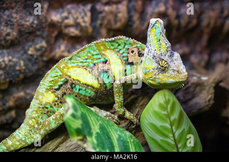 The veiled chameleon, Chamaeleo calyptratus, is a large species of chameleon found in the mountain regions of Yemen, United Arab Emirates and Saudi Ar Stock Photo