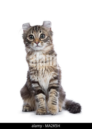 Black tortie tabby American Curl cat / kitten sitting isolated on white background