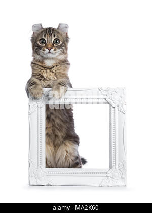 Black tortie tabby American Curl cat / kitten standing with front paws on white photo frame looking straight in lens isolated on white background
