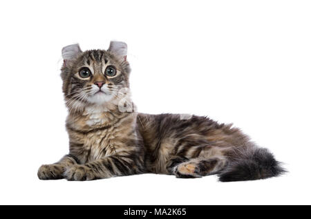 Black tortie tabby American Curl cat / kitten laying down e looking side ways isolated on white background