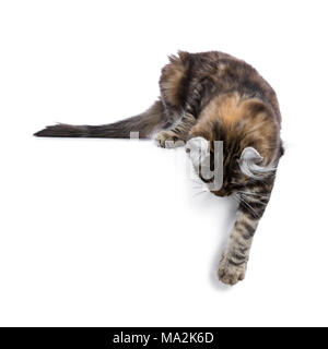 Black tortie tabby American Curl cat / kitten laying down with paw over edge looking side ways isolated on white background