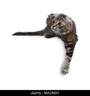 Black tortie tabby American Curl cat / kitten laying down with paw over edge looking side ways isolated on white background