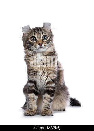 Black tortie tabby American Curl cat / kitten sitting isolated on white background