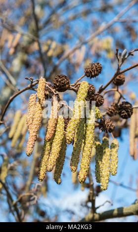 Hazel catkins (Corylus avellana) hanging from a branch in Winter in the UK. Stock Photo
