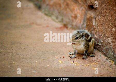 The squirrel on Indian street Stock Photo