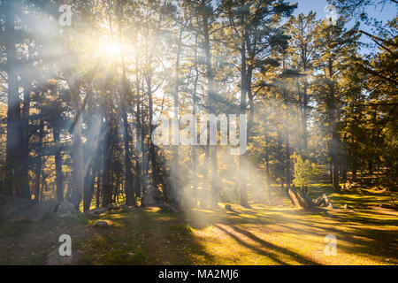 Sun rays shining through Mount Crawford Forest trees on a day, South Australia Stock Photo