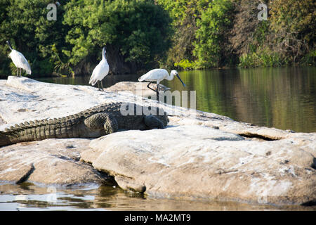 Crocodiles chilling out at Ranganathitu Birds sanctuary. Mandya, Karnataka, India. Stock Photo