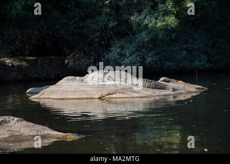 Crocodiles chilling out at Ranganathitu Birds sanctuary. Mandya, Karnataka, India. Stock Photo