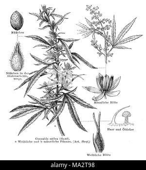 Hemp <Cannabis sativa> a Female and b male plant with flowers and fruits Stock Photo