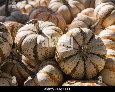 Pile of white multicolored mini pumpkins Stock Photo