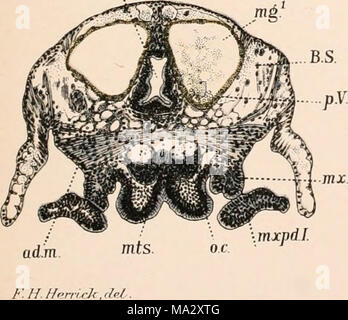 . The embryology and metamorphosis of the Macroura Stock Photo