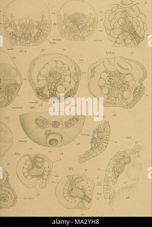 . Embryologie von Physa fontinalis L. Stock Photo