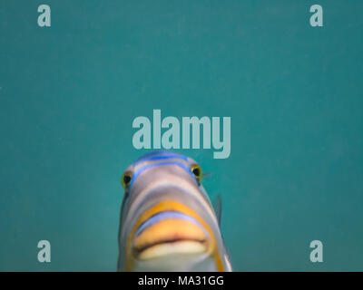 closeup of colorful fish face smiling Stock Photo - Alamy