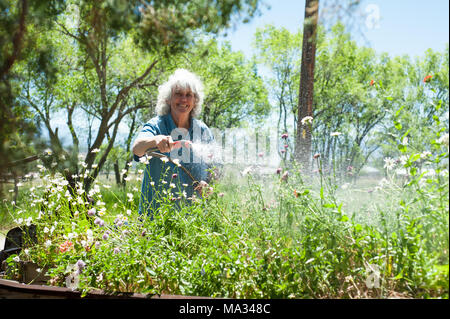 A smiling, happy senior woman outdoors watering her flower garden. Stock Photo