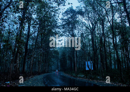 Drizzle in Woods Stock Photo