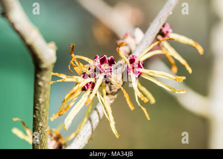 A close up of the flowers of a Witch hazel 'sunburst' (Hamamelis × intermedia 'Sunburst') Stock Photo
