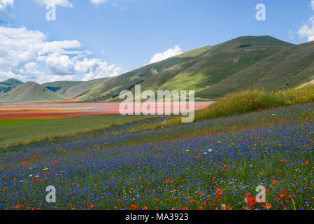 View on the flower fields, Piana Grande, Castelluccio di Norcia, Umbria, Italy. Stock Photo