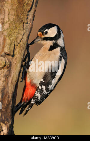 Great Spotted Woodpecker / Buntspecht ( Dendrocopos major ) perched at a rotten tree trunk searching for food, warm evening light, Europe. Stock Photo