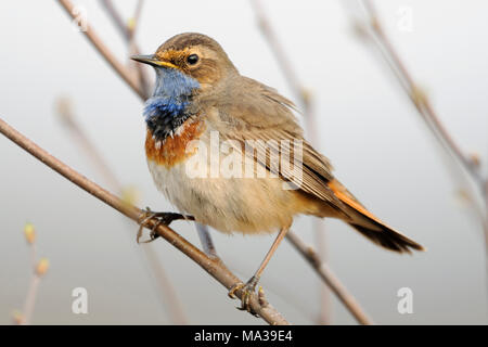 White-spotted Bluethroat / Blaukehlchen ( Luscinia svecica ) perched on a branch, natural surrounding, typical view, endangered species, Europe. Stock Photo