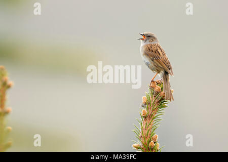 Dunnock / Heckenbraunelle ( Prunella modularis ) , songbird, perched on top of a conifer, singing in spring, courting, Europe.