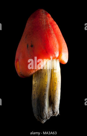 Toadstool of the waxcap family, probably the blackening waxcap, Hygrocybe conica, on a black background, Hampshire England UK GB Stock Photo